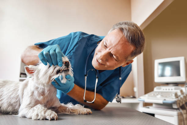 Best Emergency X-Rays and Diagnostics in East Sparta, OH